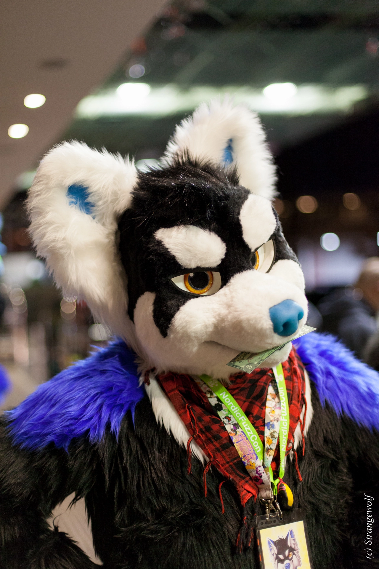full image IMG_8116-lr19t.jpg