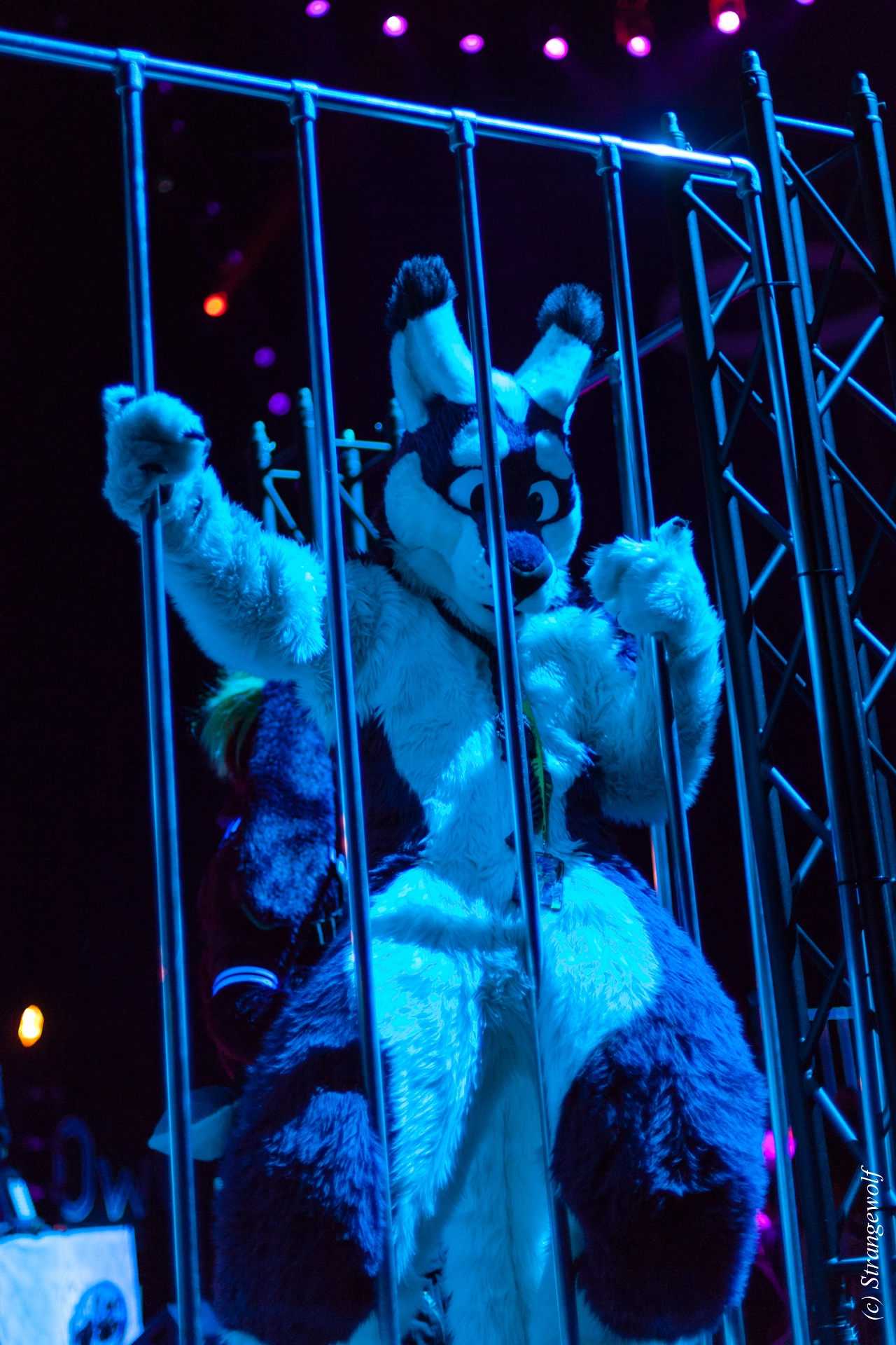 full image IMG_9229-lr19t.jpg