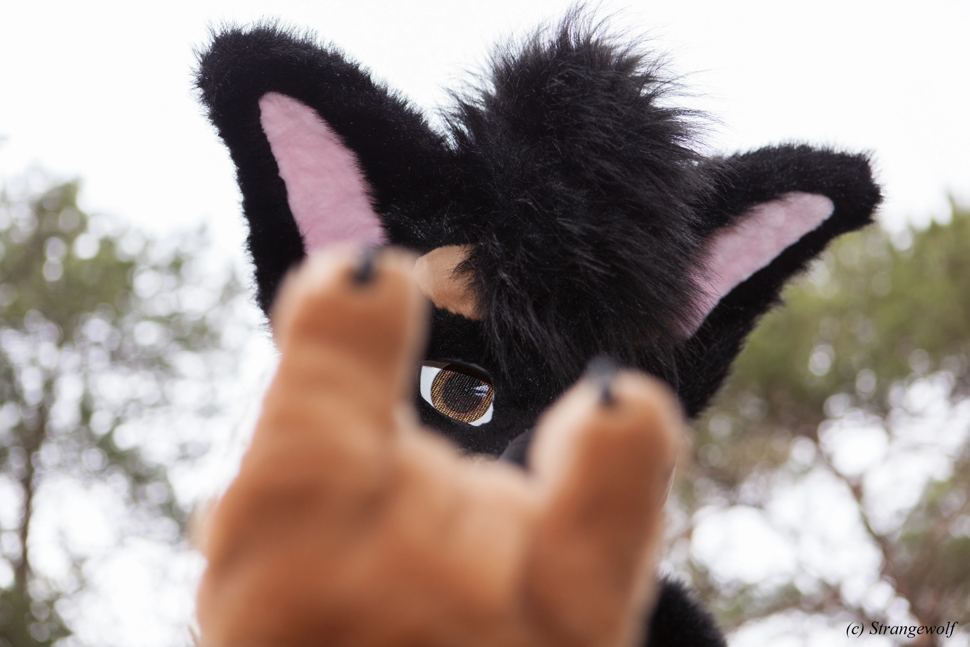 full image IMG_8598-lr19t.jpg