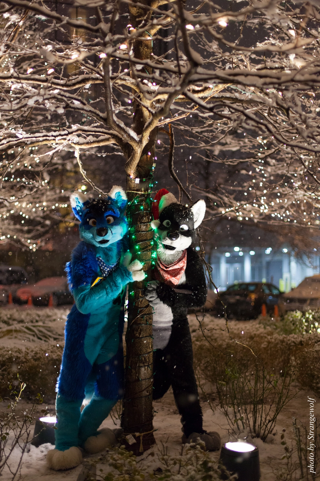 full image IMG_0849-lr16t.jpg