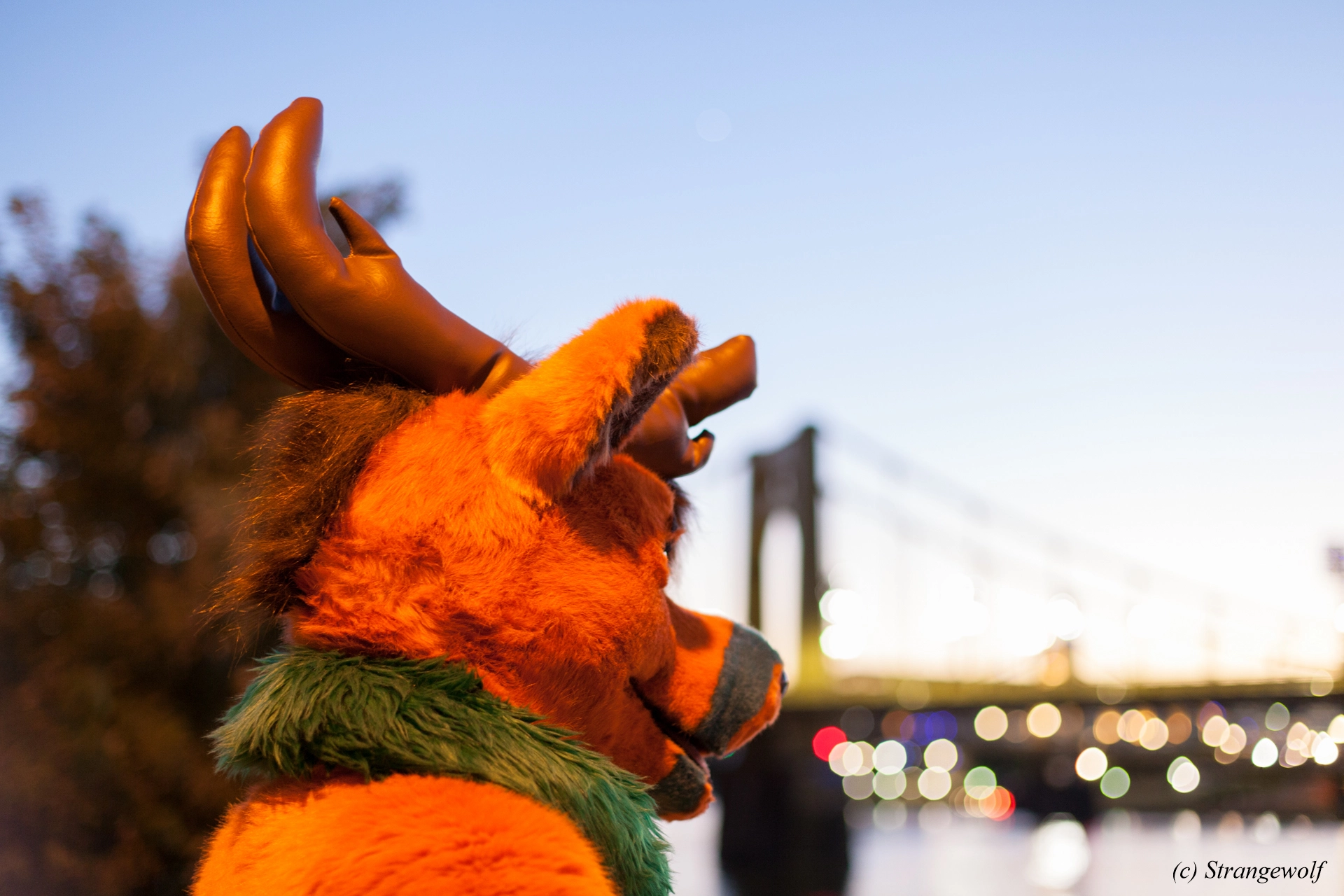 full image IMG_4531-lr19t.jpg