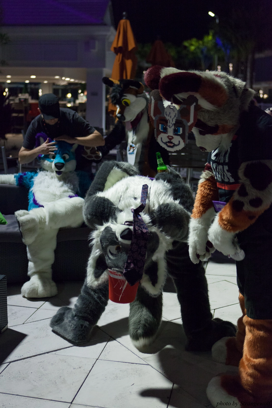 full image IMG_8575-lr16t.jpg