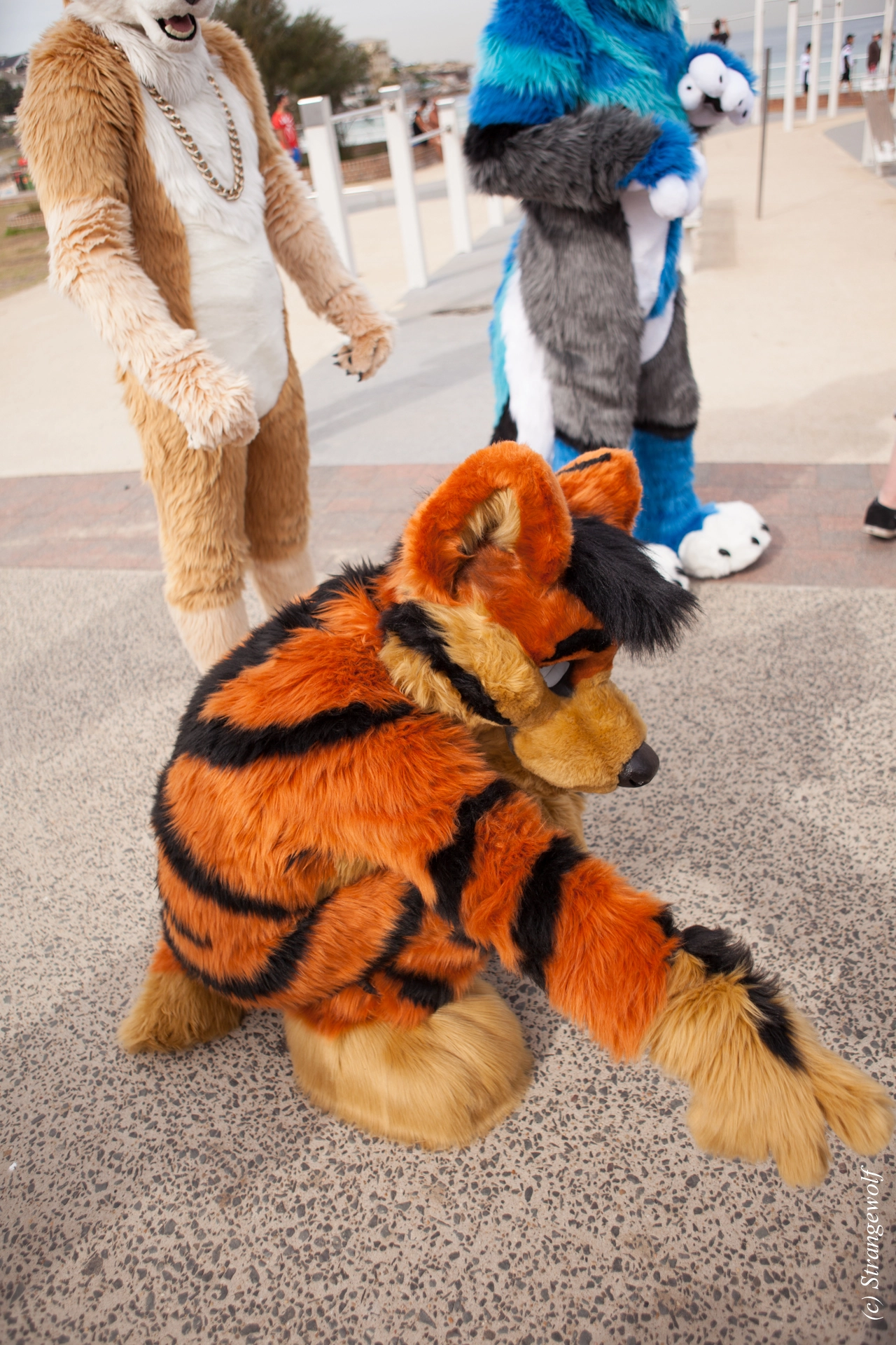 full image IMG_4398-lr19t.jpg