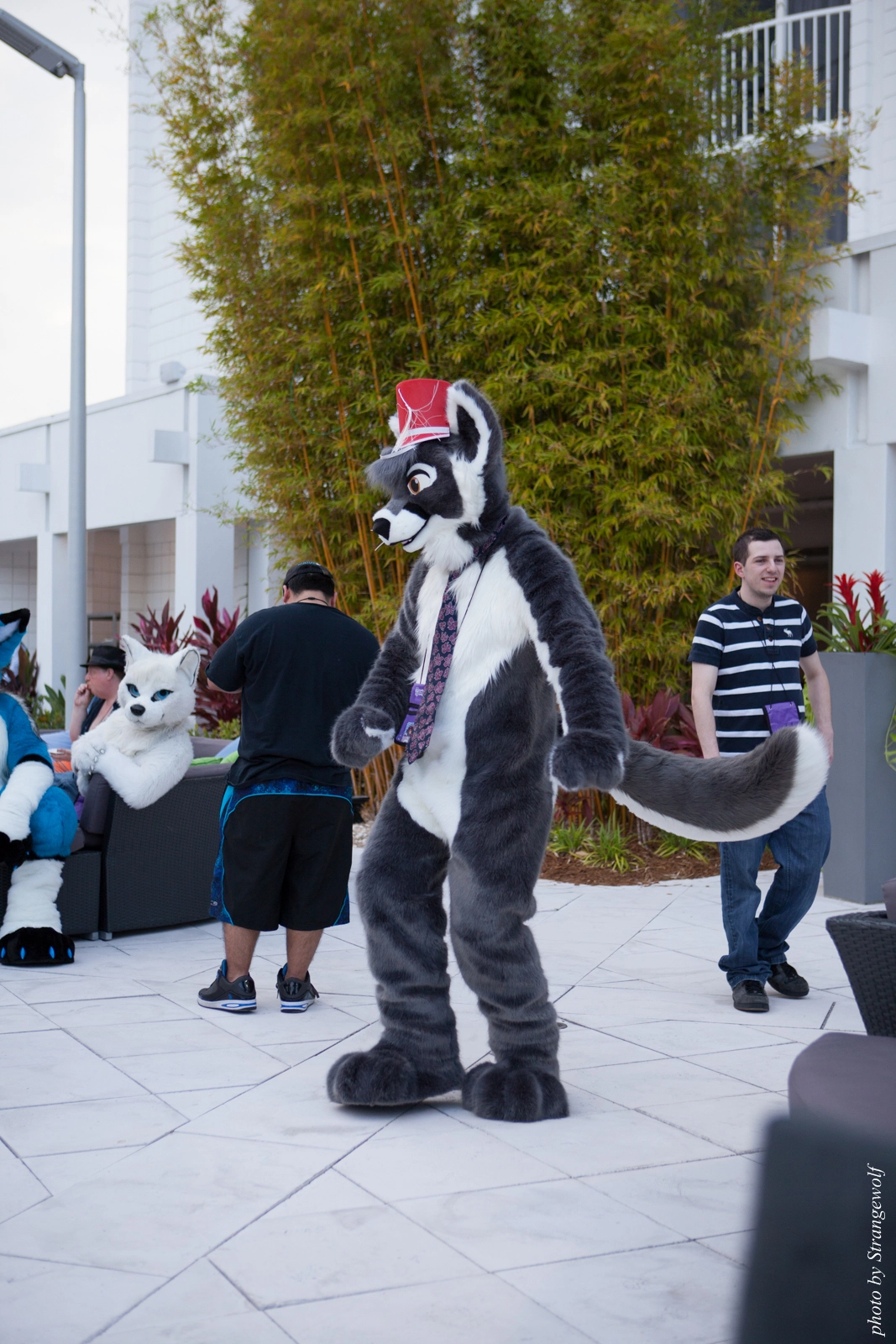 full image IMG_8378-lr16t.jpg