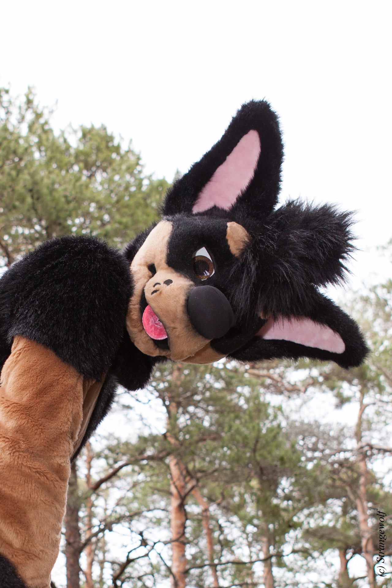 full image IMG_8603-lr19t.jpg