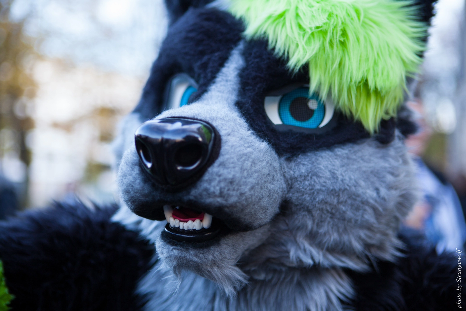 full image IMG_5292-lr16t.jpg