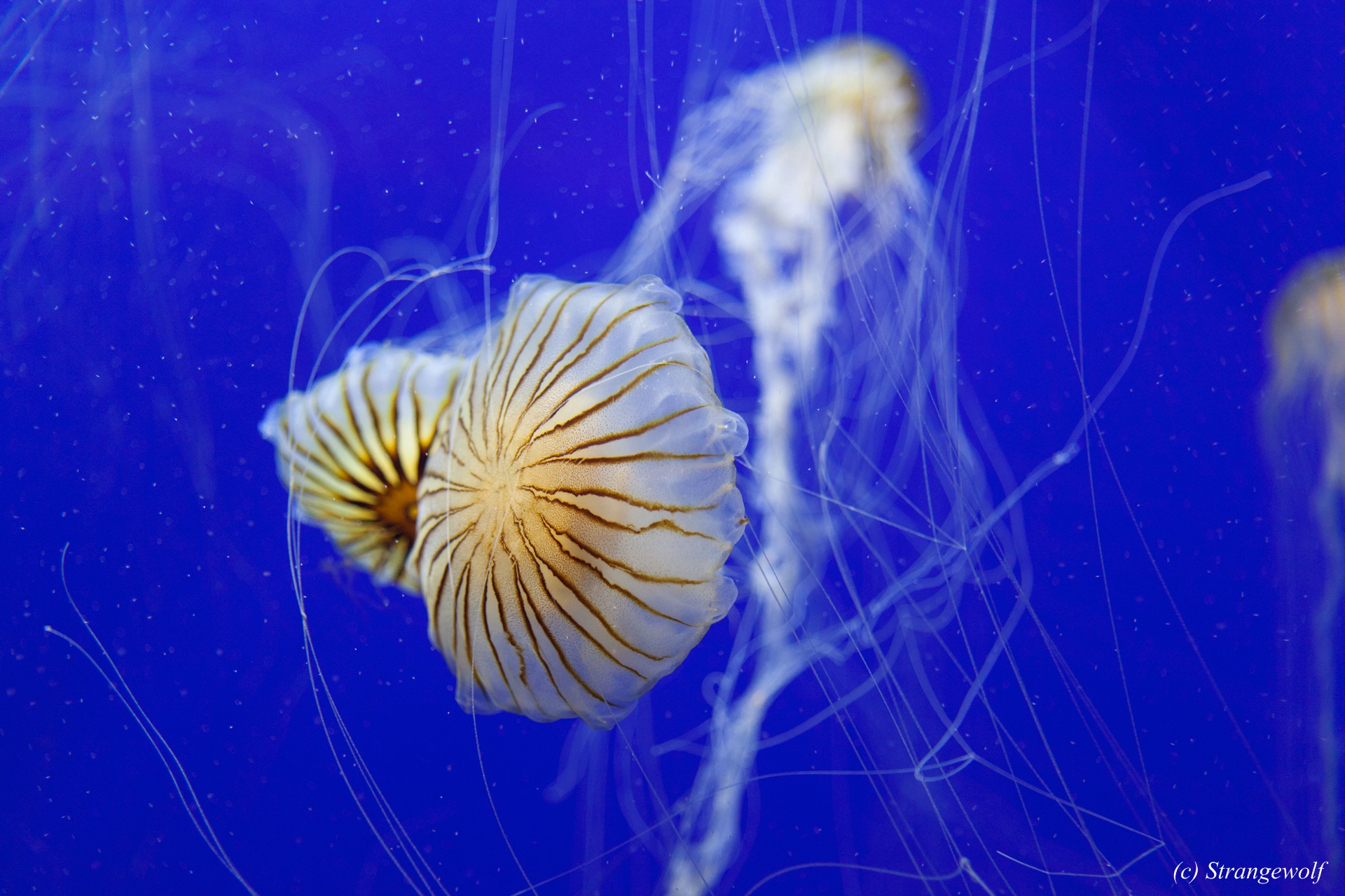 full image IMG_2176-lr19t.jpg