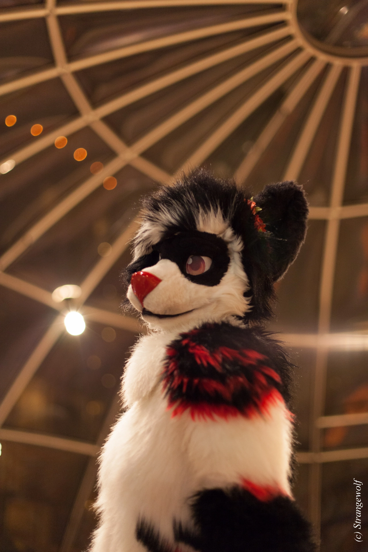 full image IMG_7135-lr19t.jpg