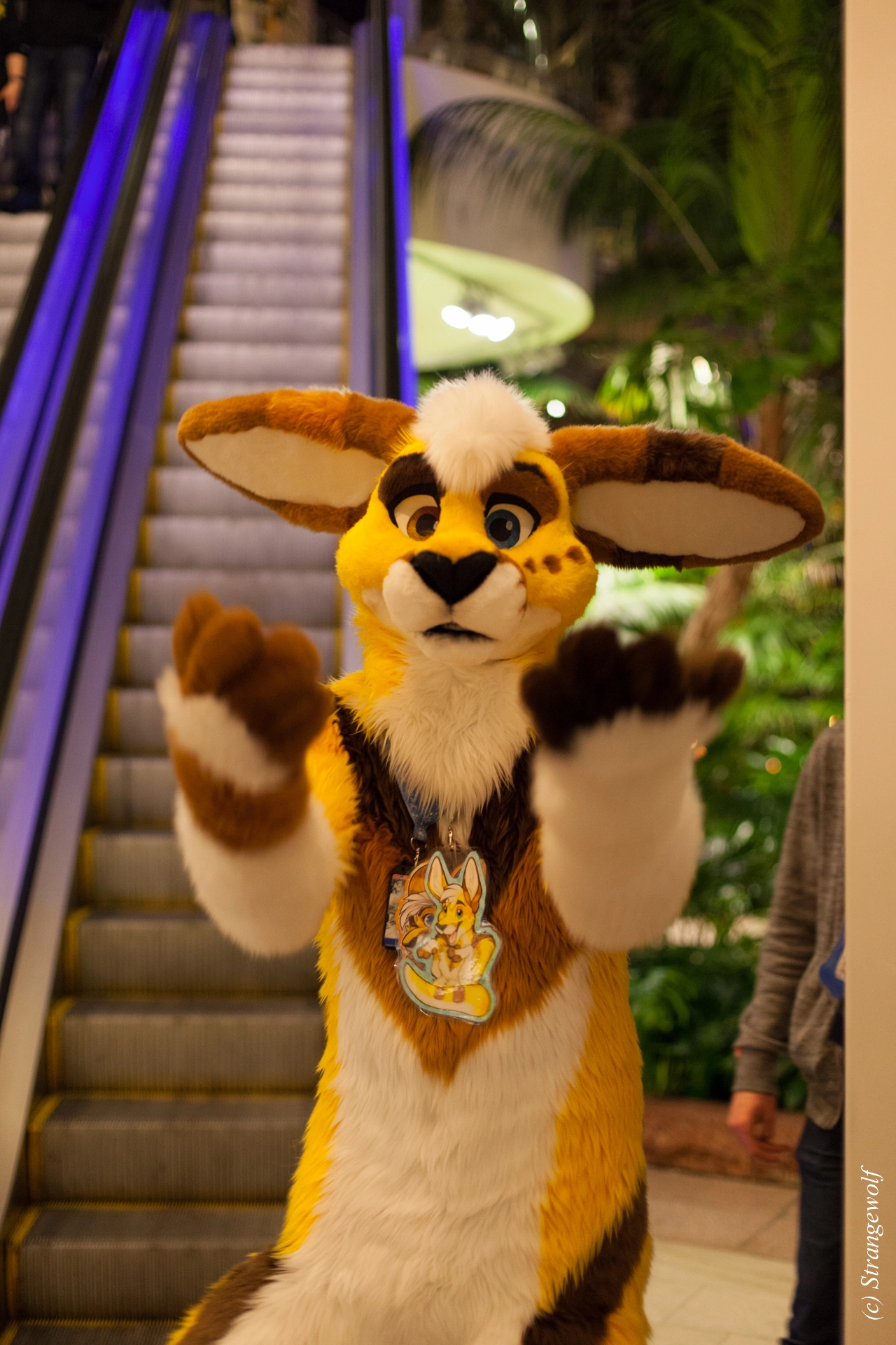 full image IMG_9673-lr19t.jpg