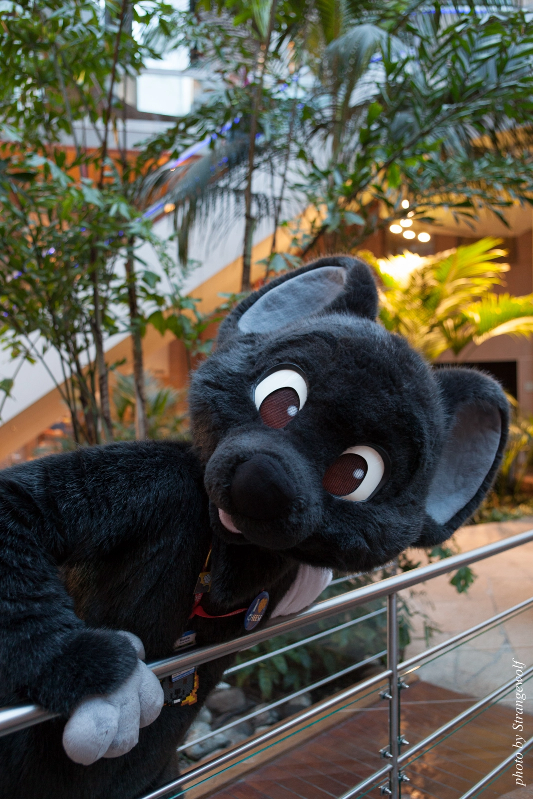 full image IMG_2149-lr16t.jpg