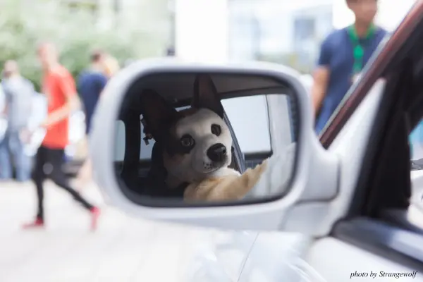 IMG_6841-lr19t.jpg of EF/EF23/MotorFurs/