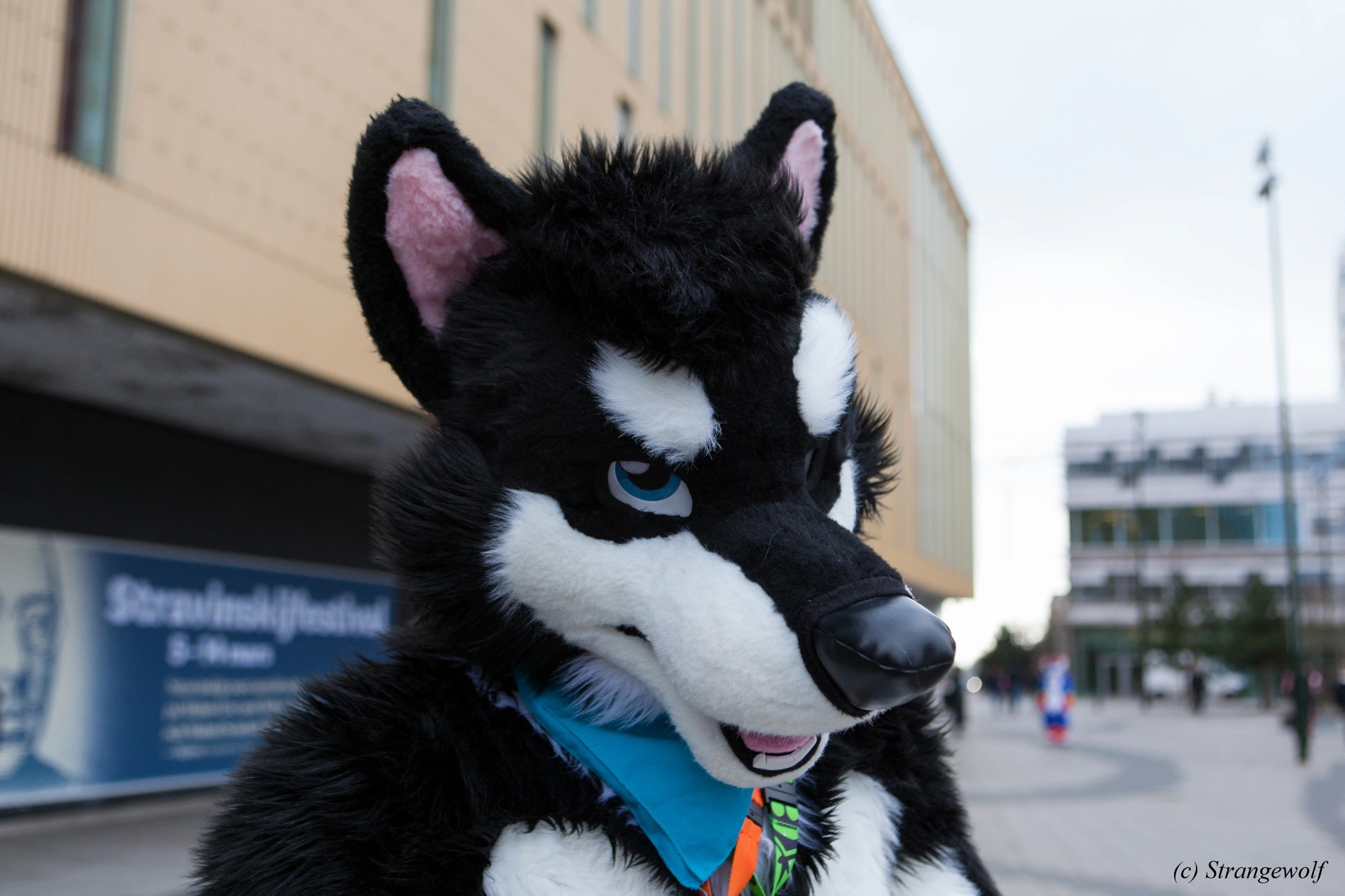 full image IMG_8382-lr19t.jpg