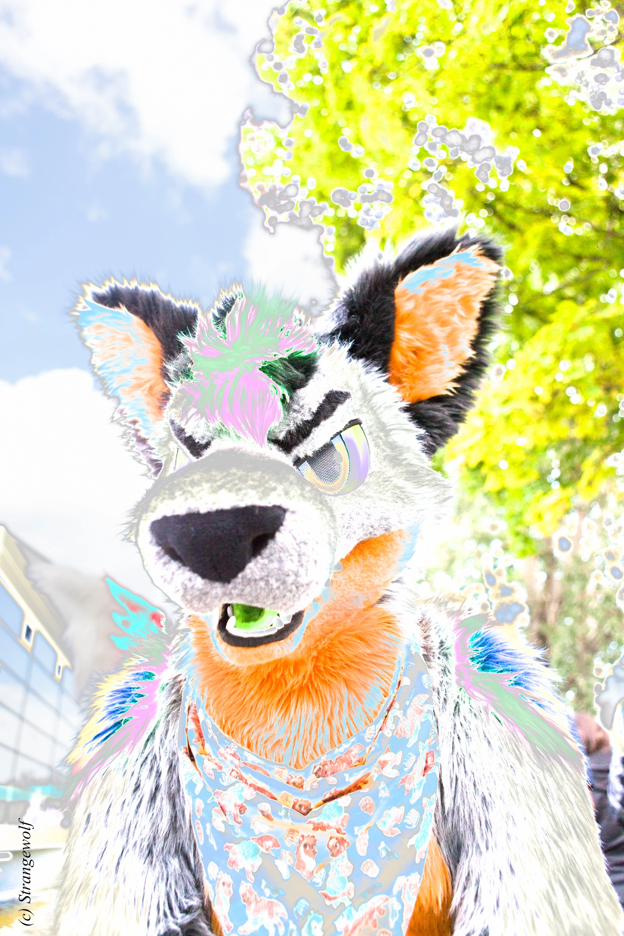 full image IMG_6969-lr19t-2.jpg