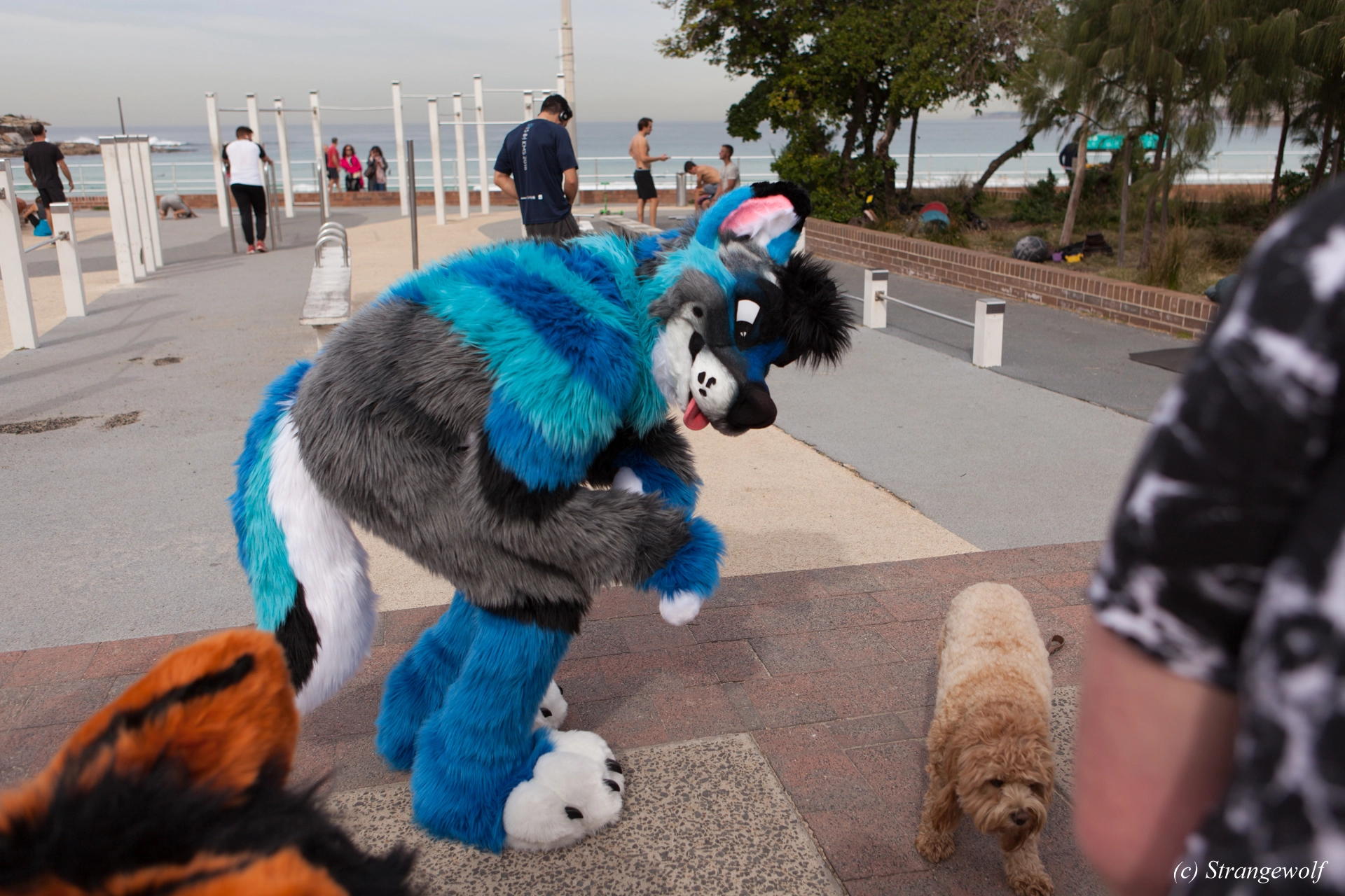 full image IMG_4394-lr19t.jpg