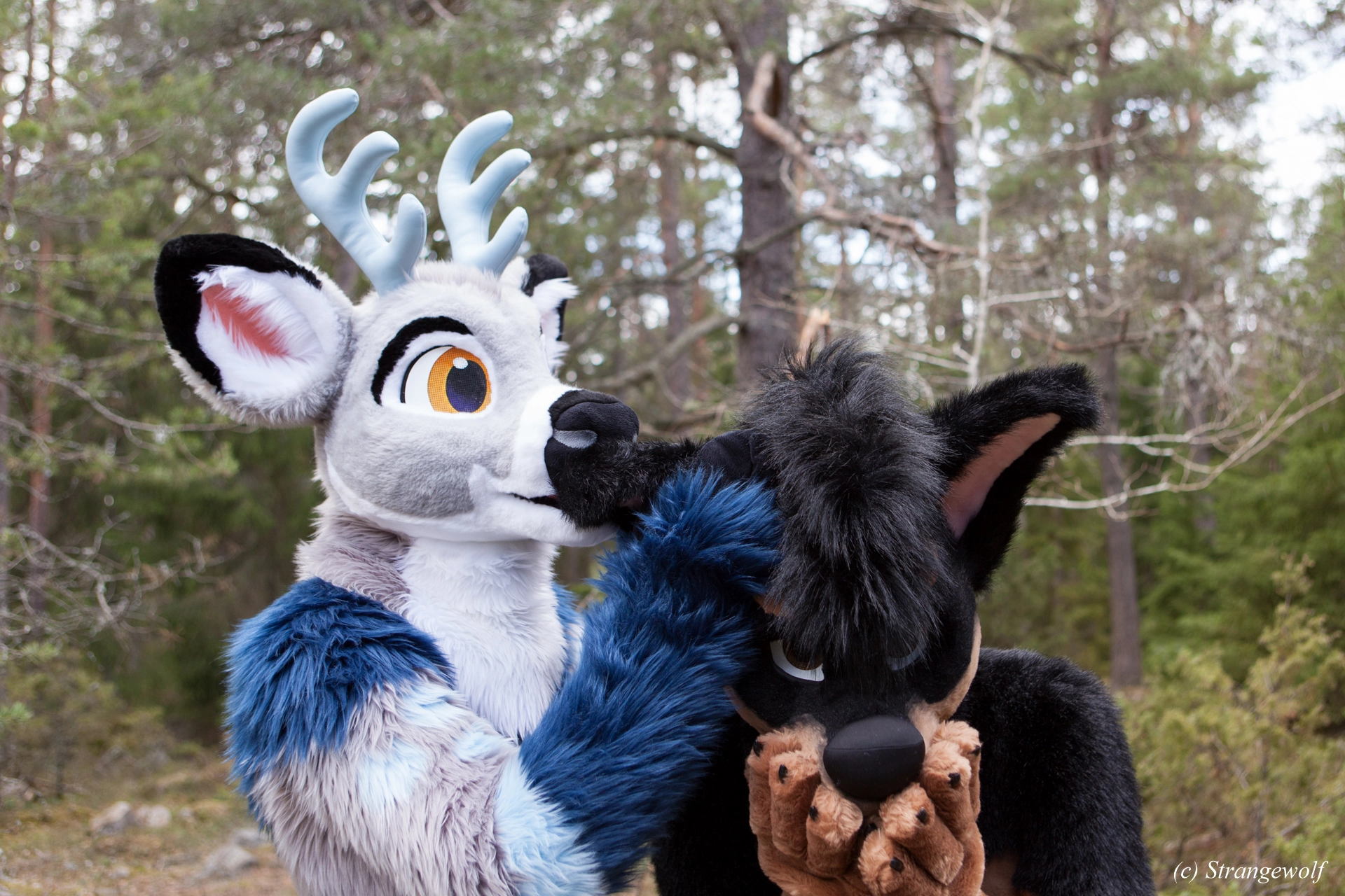 full image IMG_8694-lr19t.jpg