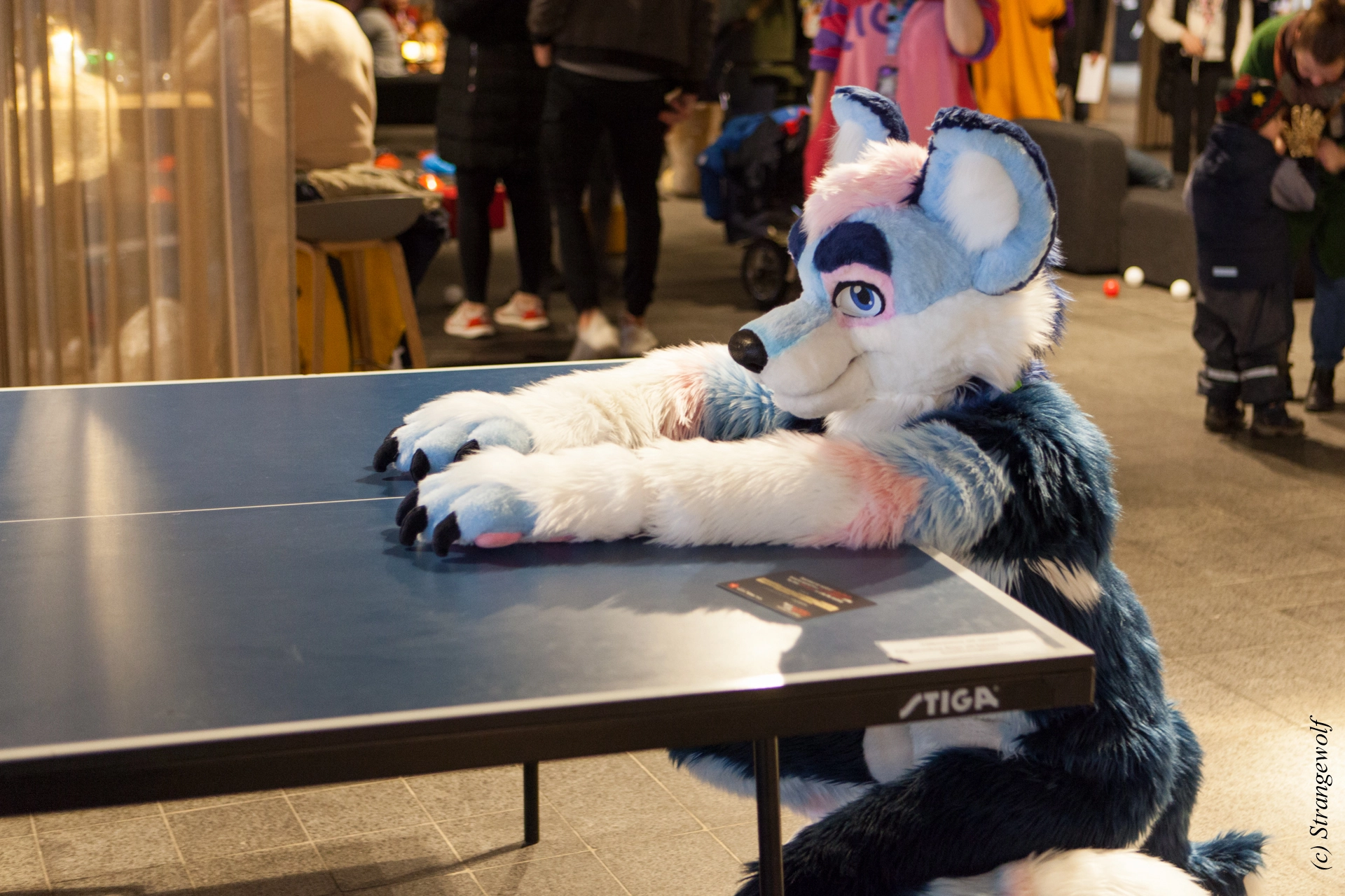 full image IMG_8530-lr19t.jpg