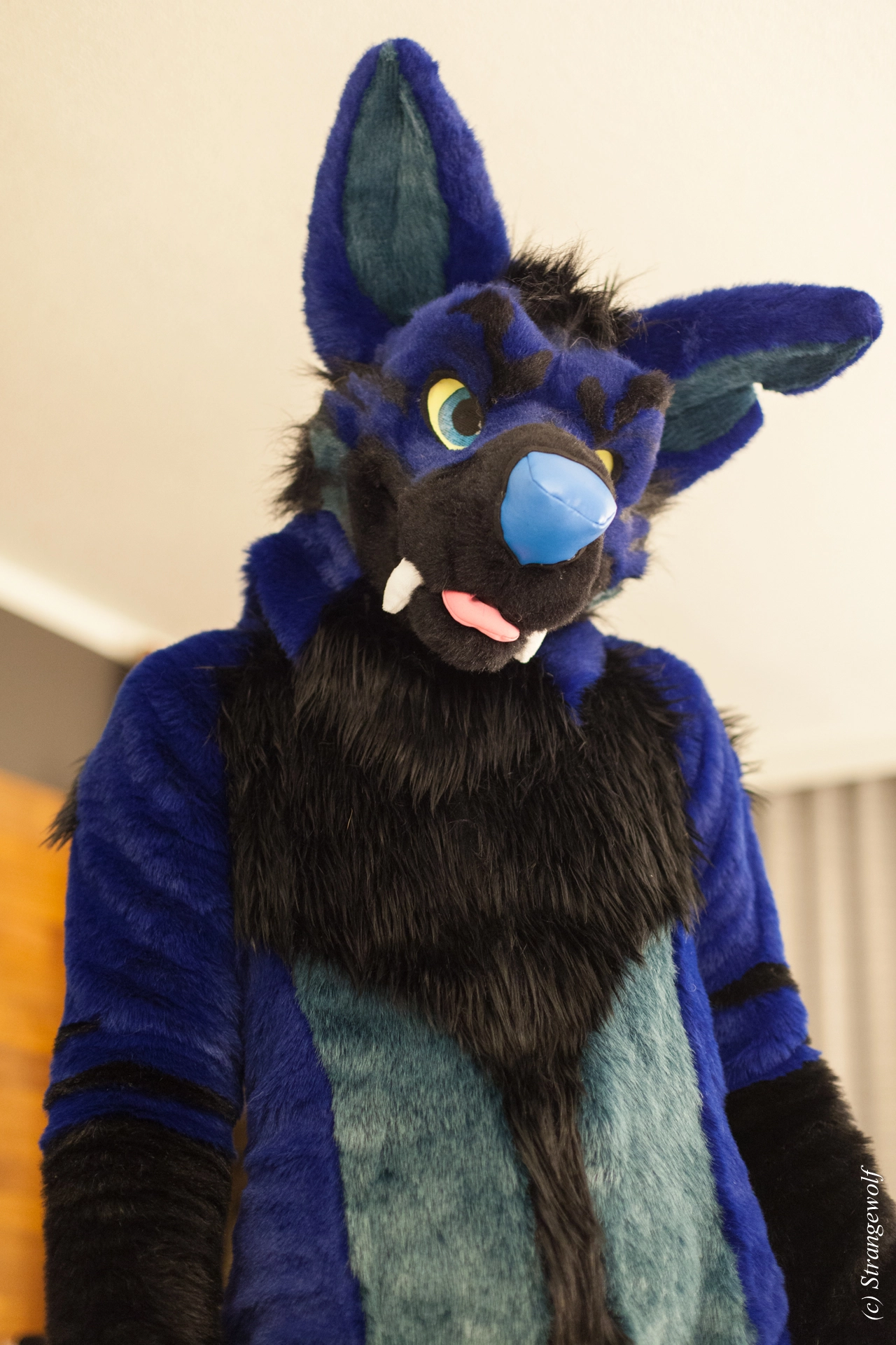 full image IMG_1347-lr19t.jpg