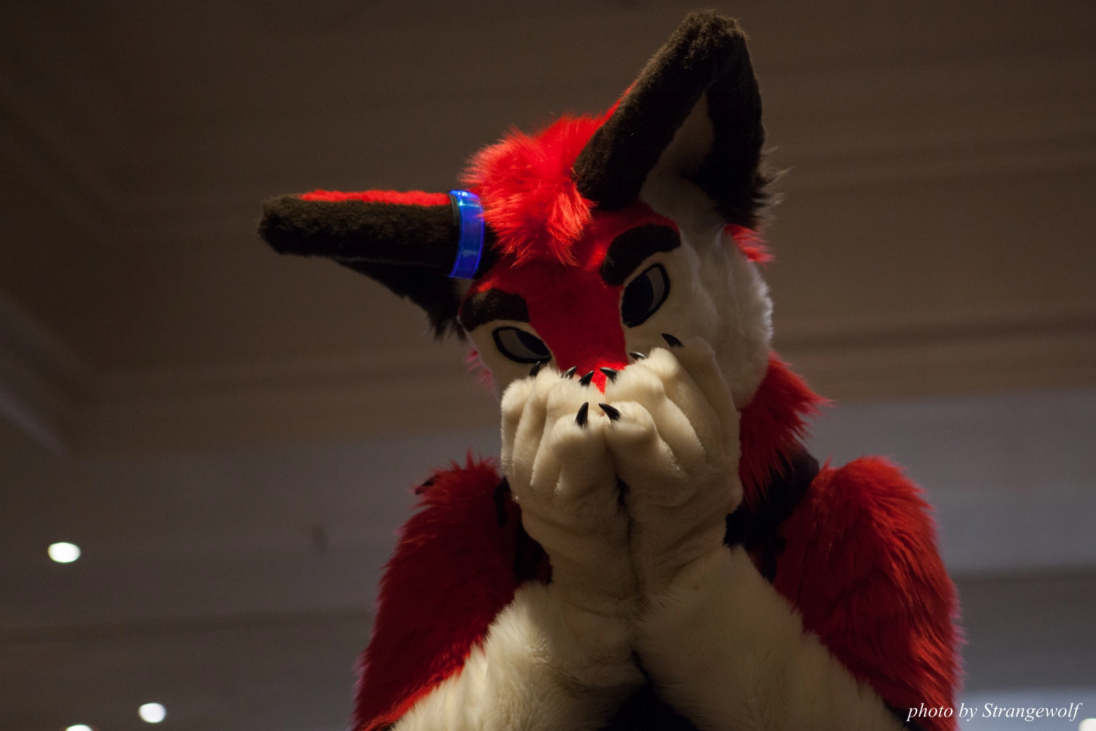 full image IMG_7417-lr16t.jpg