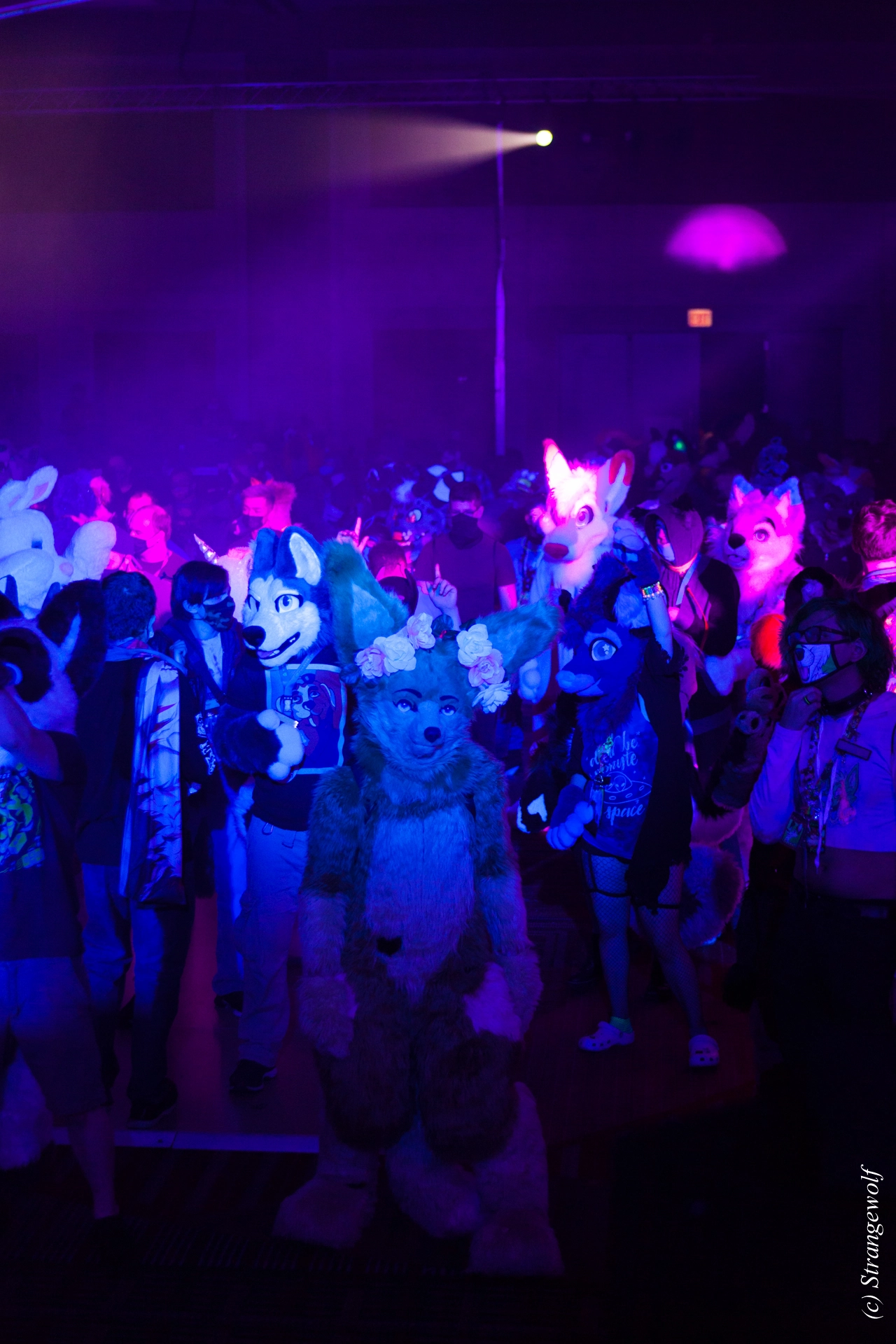 full image IMG_2003-lr19t.jpg