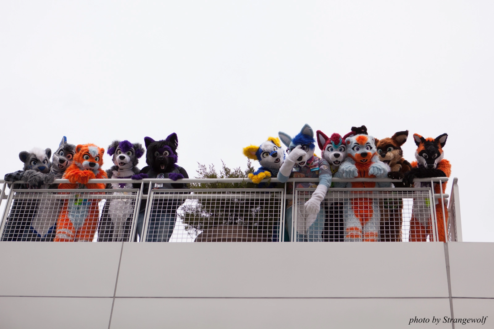 full image IMG_8203-lr16t.jpg