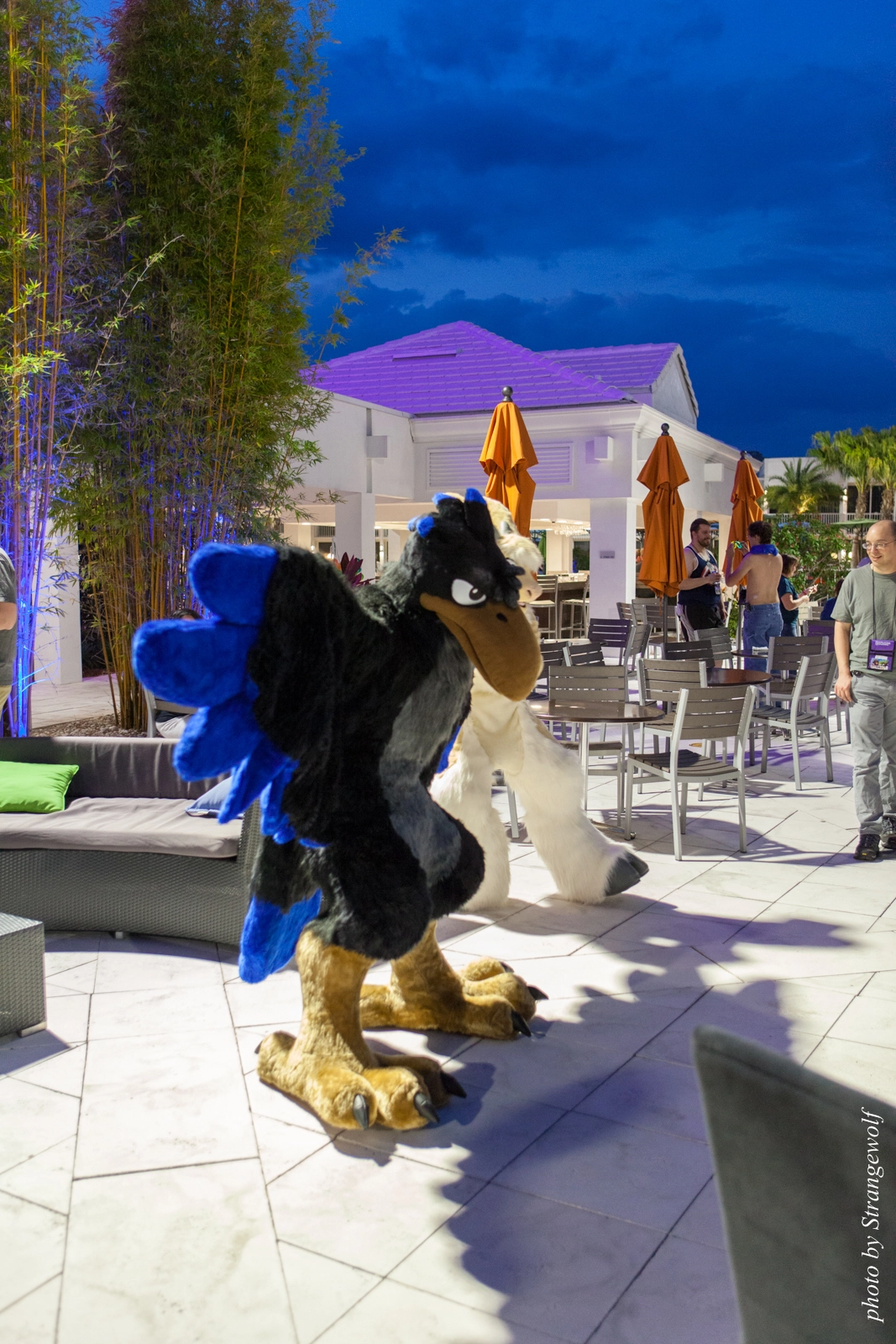 full image IMG_8480-lr16t.jpg