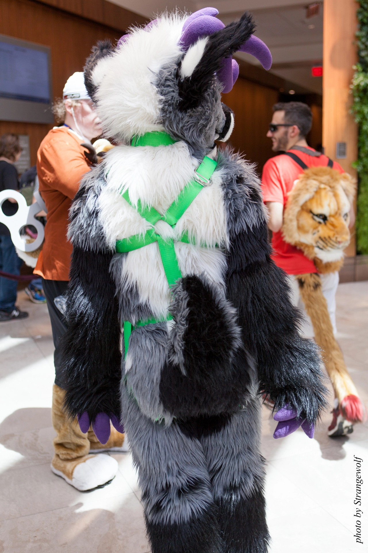 full image IMG_4811-lr19t.jpg