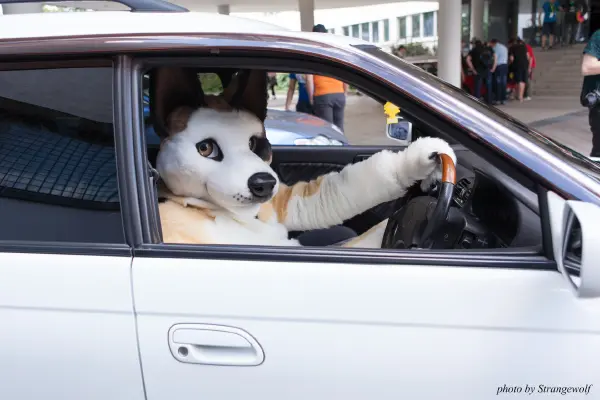 IMG_6846-lr19t.jpg of EF/EF23/MotorFurs/