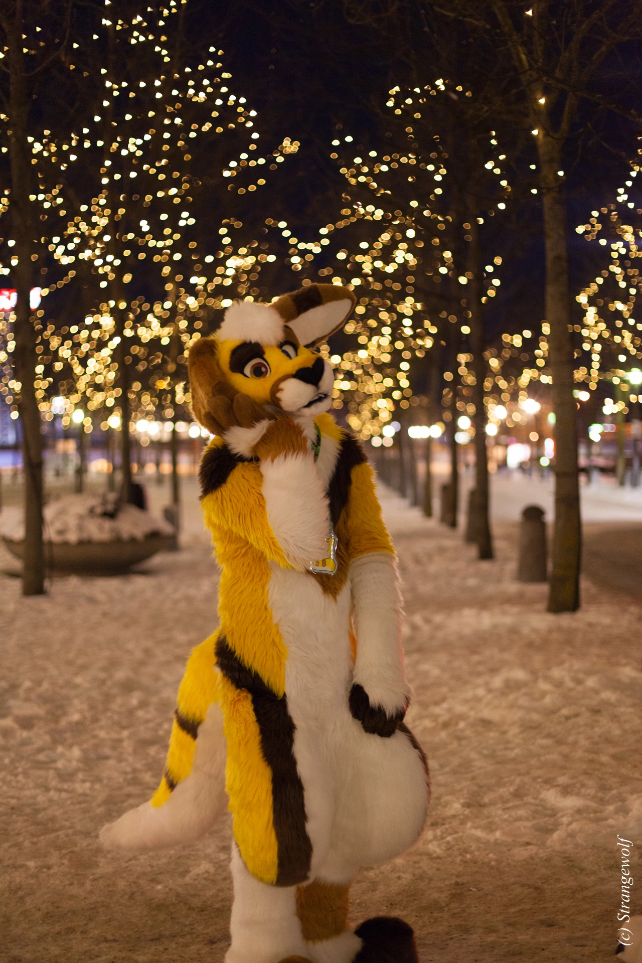 full image IMG_9421-lr19t.jpg