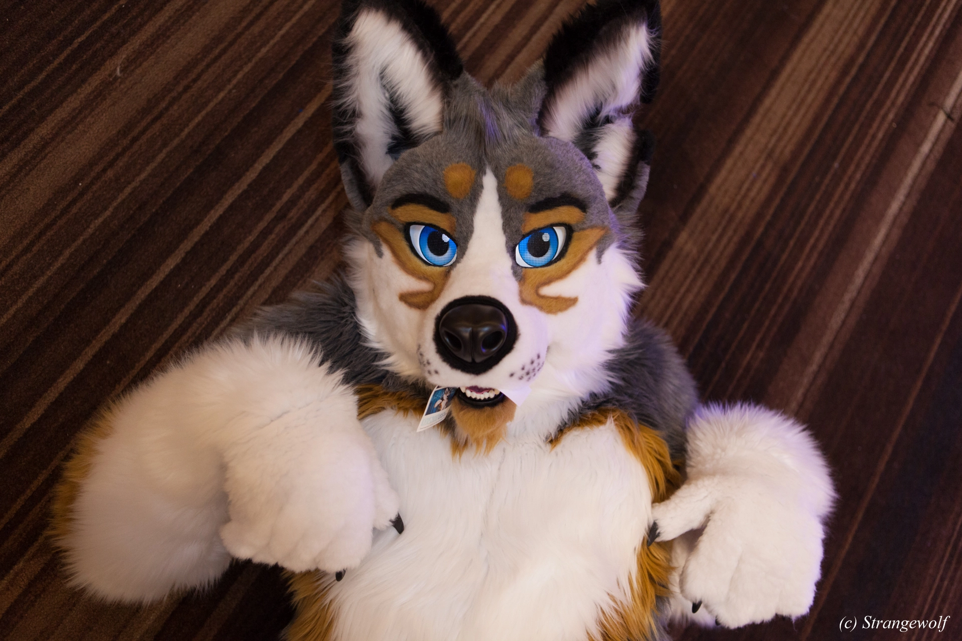 full image IMG_1942-lr19t.jpg