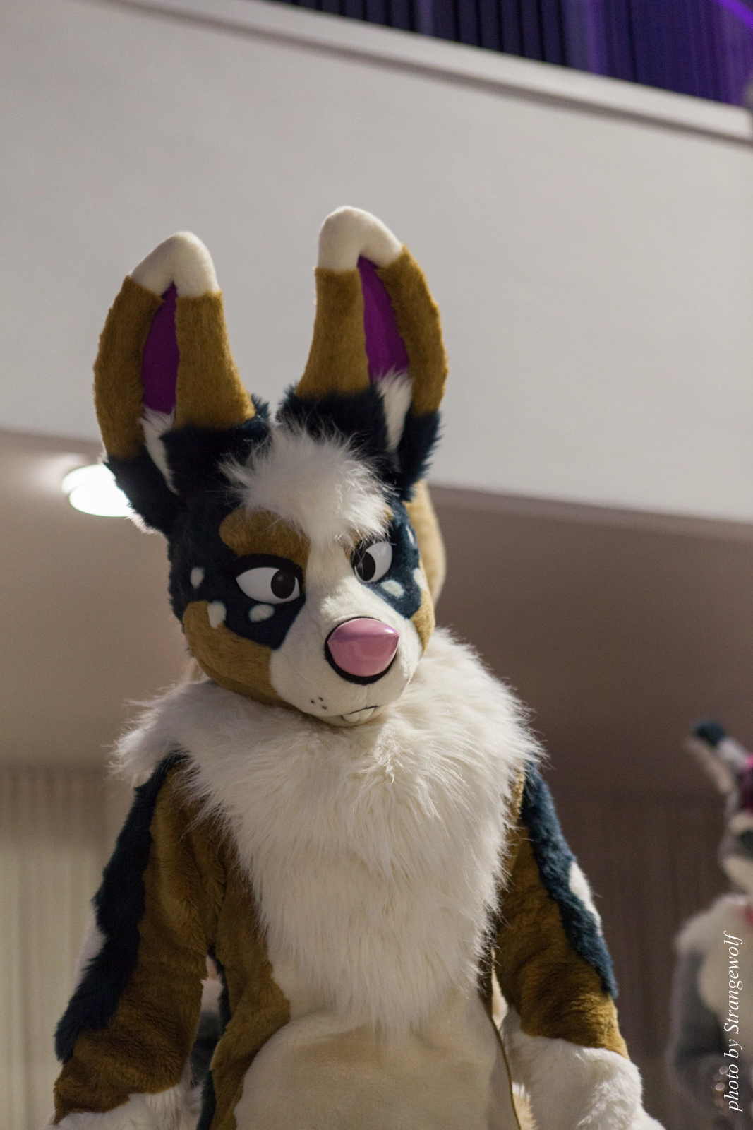 full image IMG_8476-lr16t.jpg