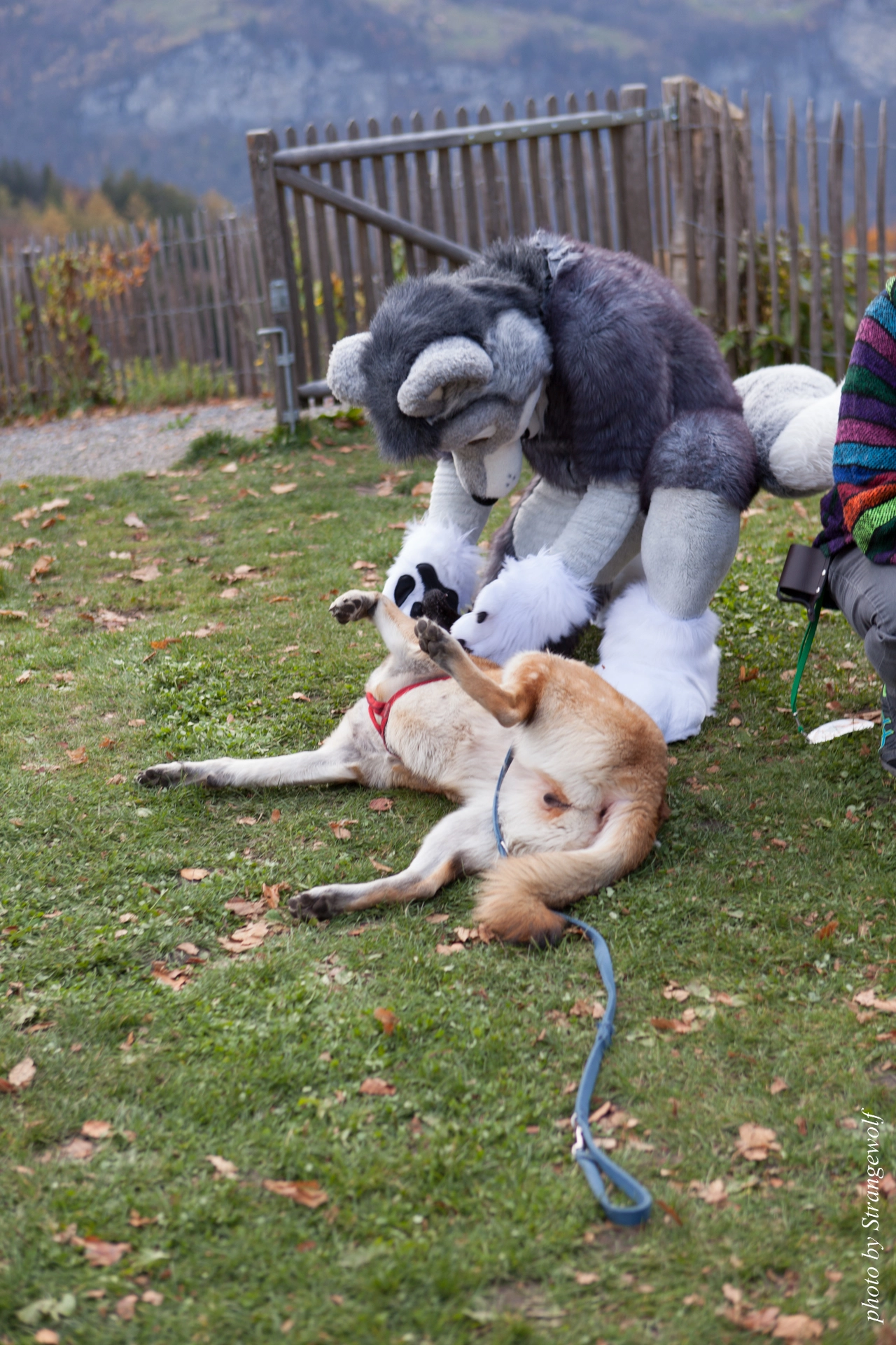 full image IMG_7980-lr19t.jpg