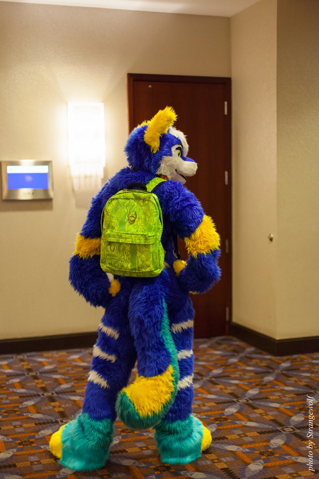 full image IMG_0874-lr16t.jpg