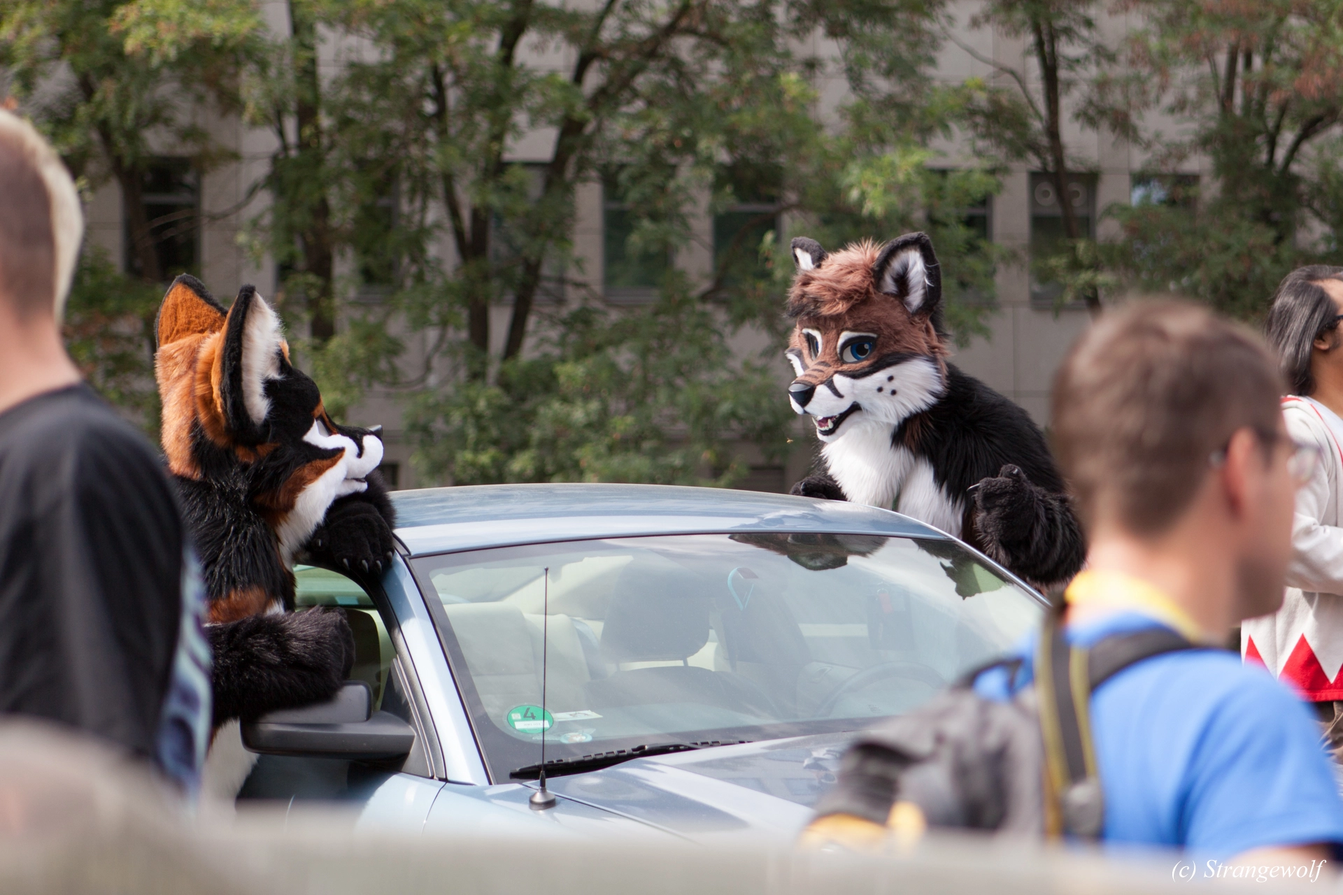 full image IMG_5242-lr19t.jpg