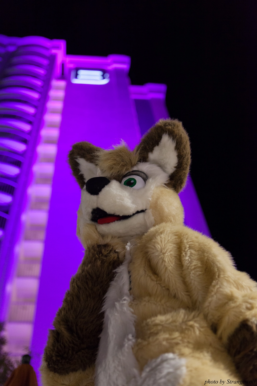 full image IMG_8705-lr16t.jpg