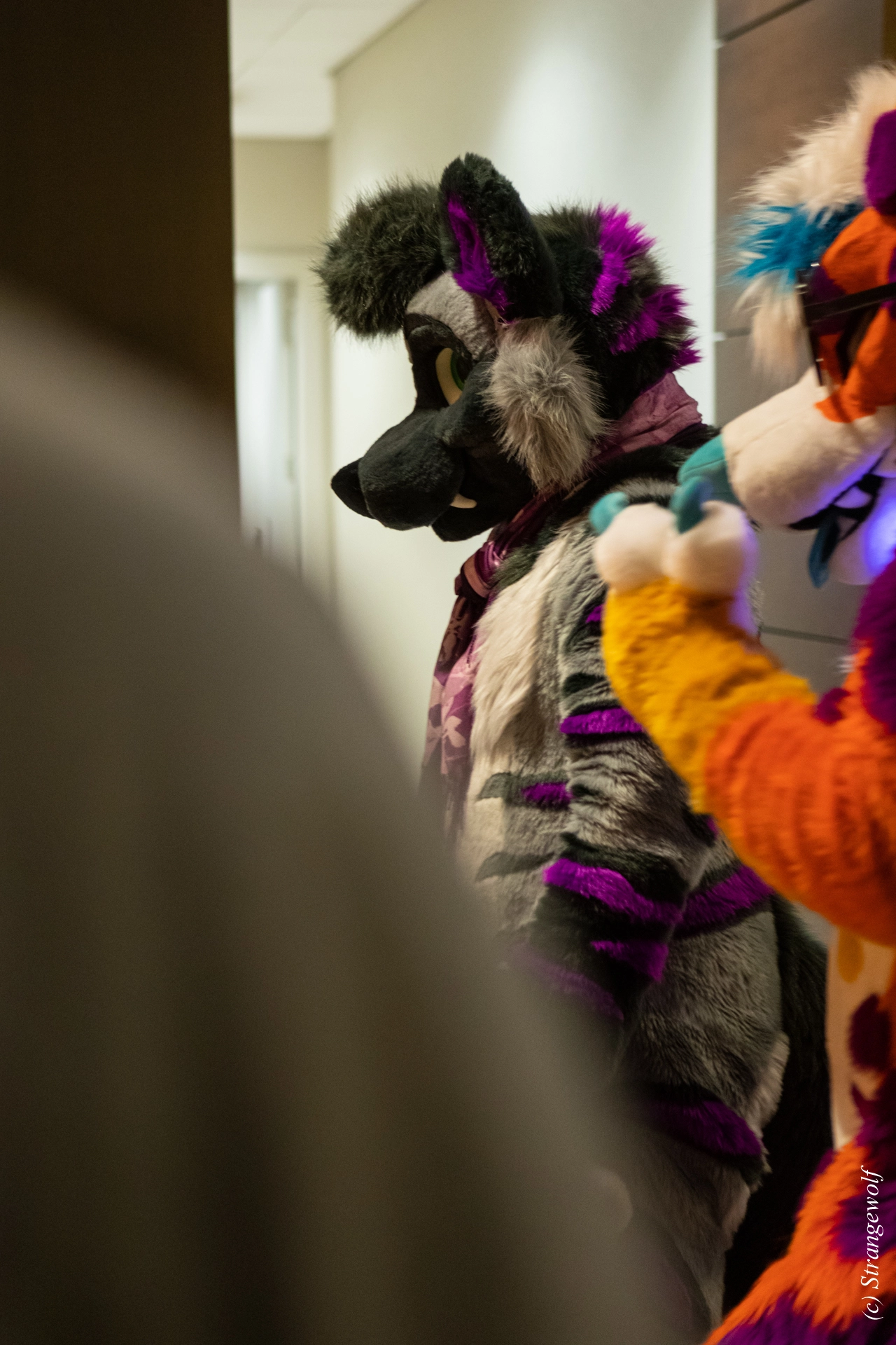 full image 1R3A0309-lr19t.jpg