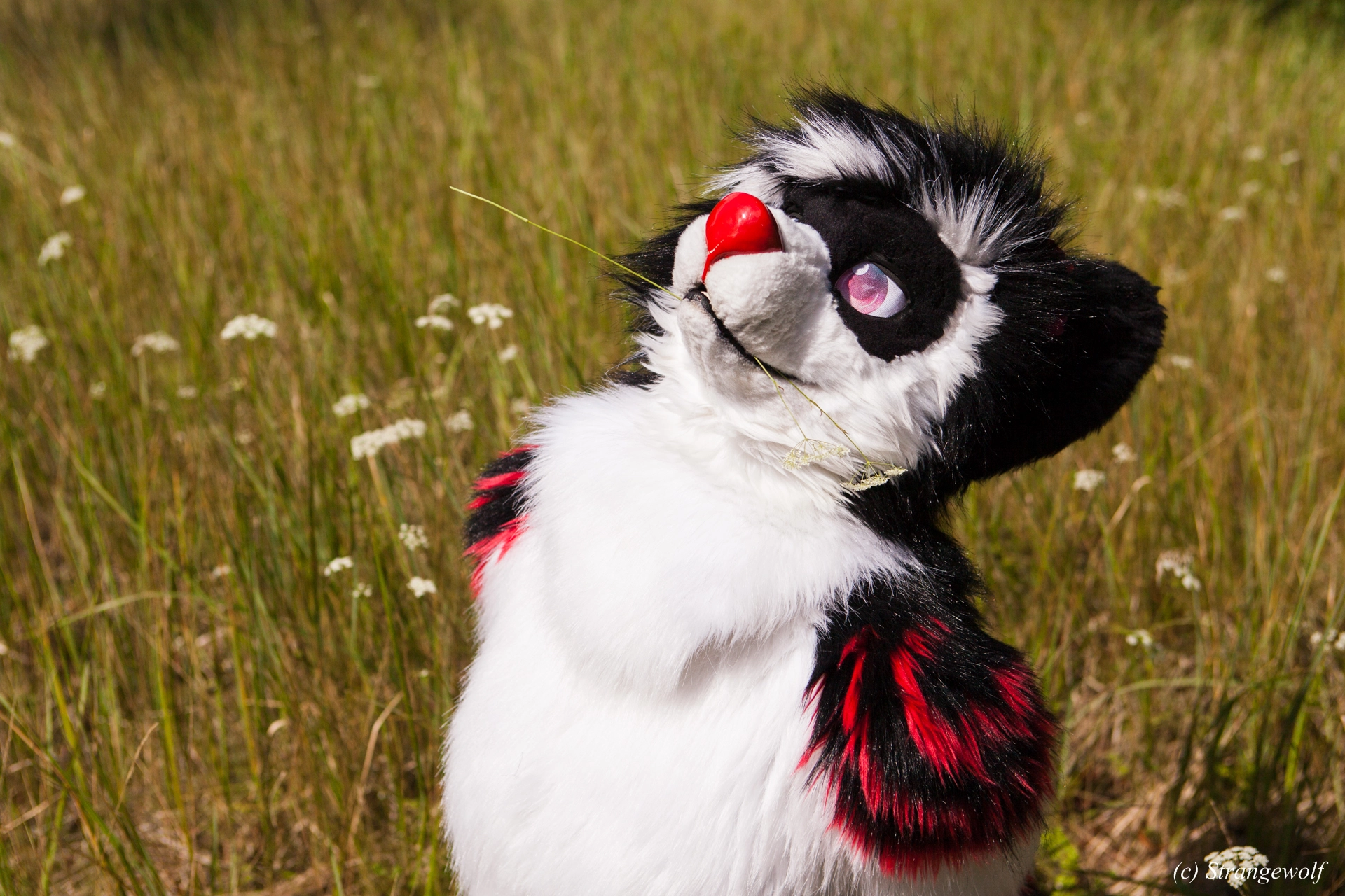 full image IMG_6239-lr19t.jpg