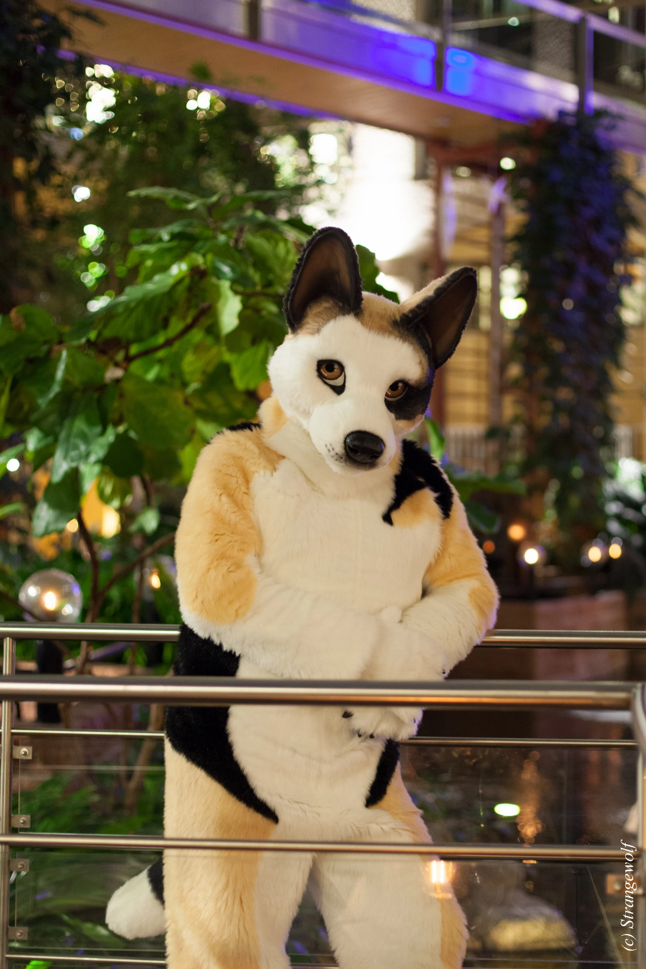 full image IMG_9801-lr19t.jpg