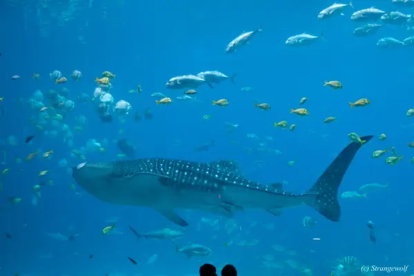 IMG_2171-lr19t.jpg of FWA/FWA2018/