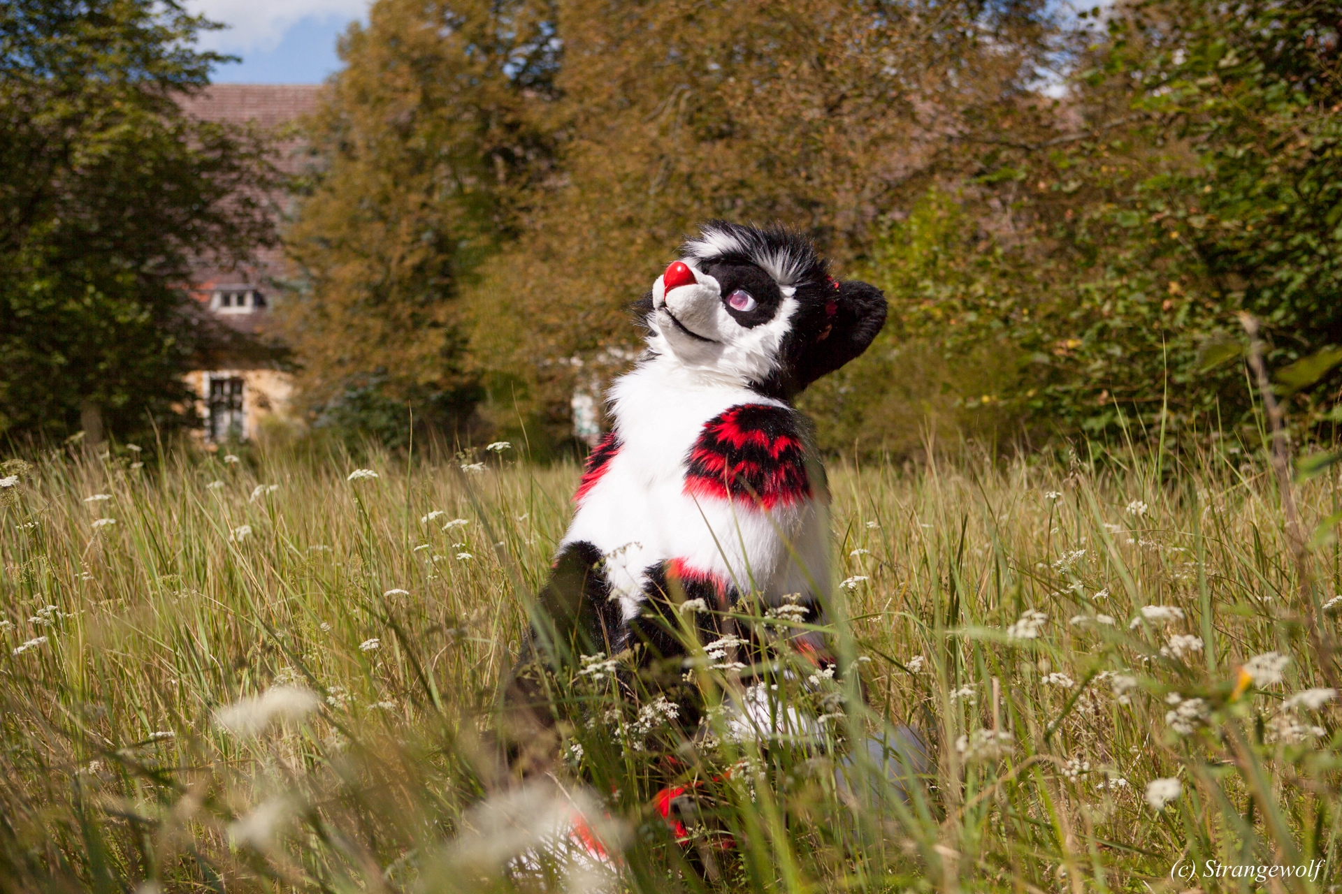 full image IMG_6209-lr19t.jpg