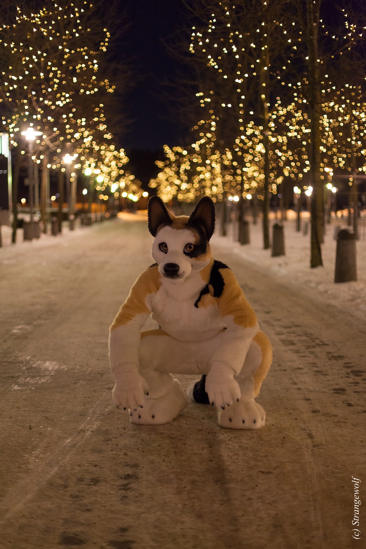 full image IMG_9284-lr19t.jpg