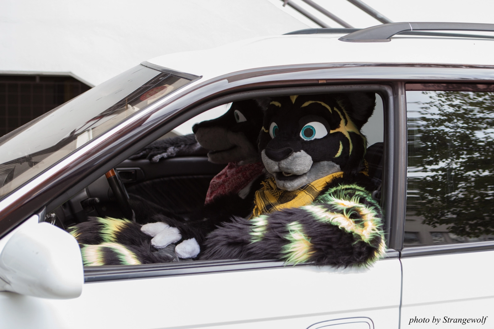 full image IMG_0149-lr16t.jpg