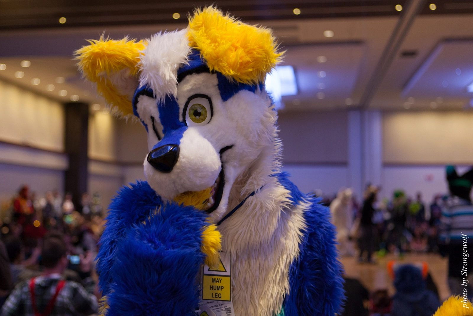 full image IMG_6025-lr16t.jpg