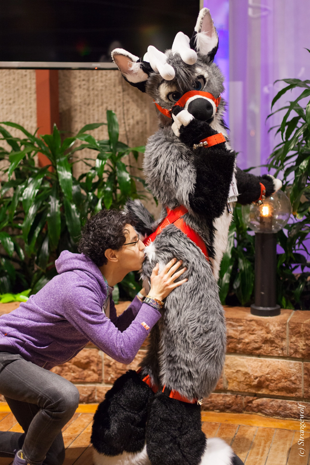 full image IMG_9263-lr19t.jpg