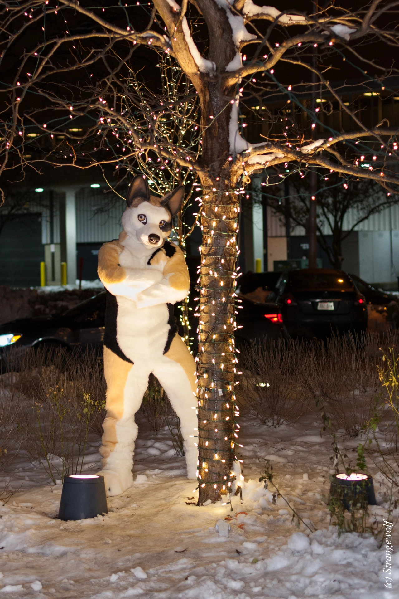 full image IMG_7172-lr19t.jpg