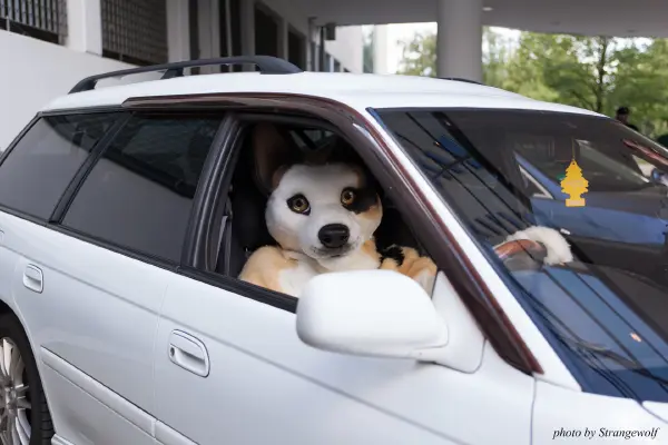 IMG_6819-lr19t.jpg of EF/EF23/MotorFurs/