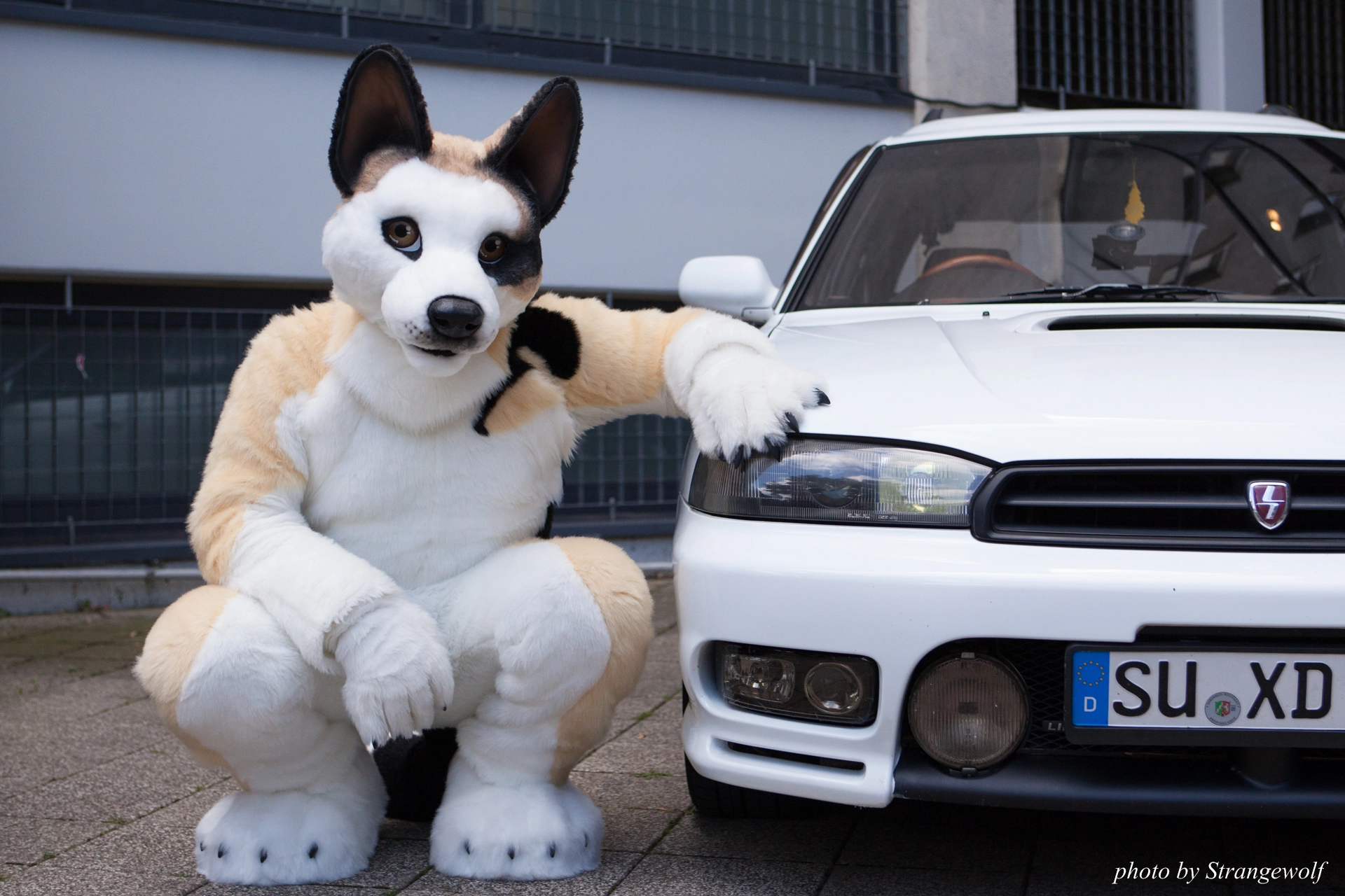 full image IMG_6870-lr19t.jpg