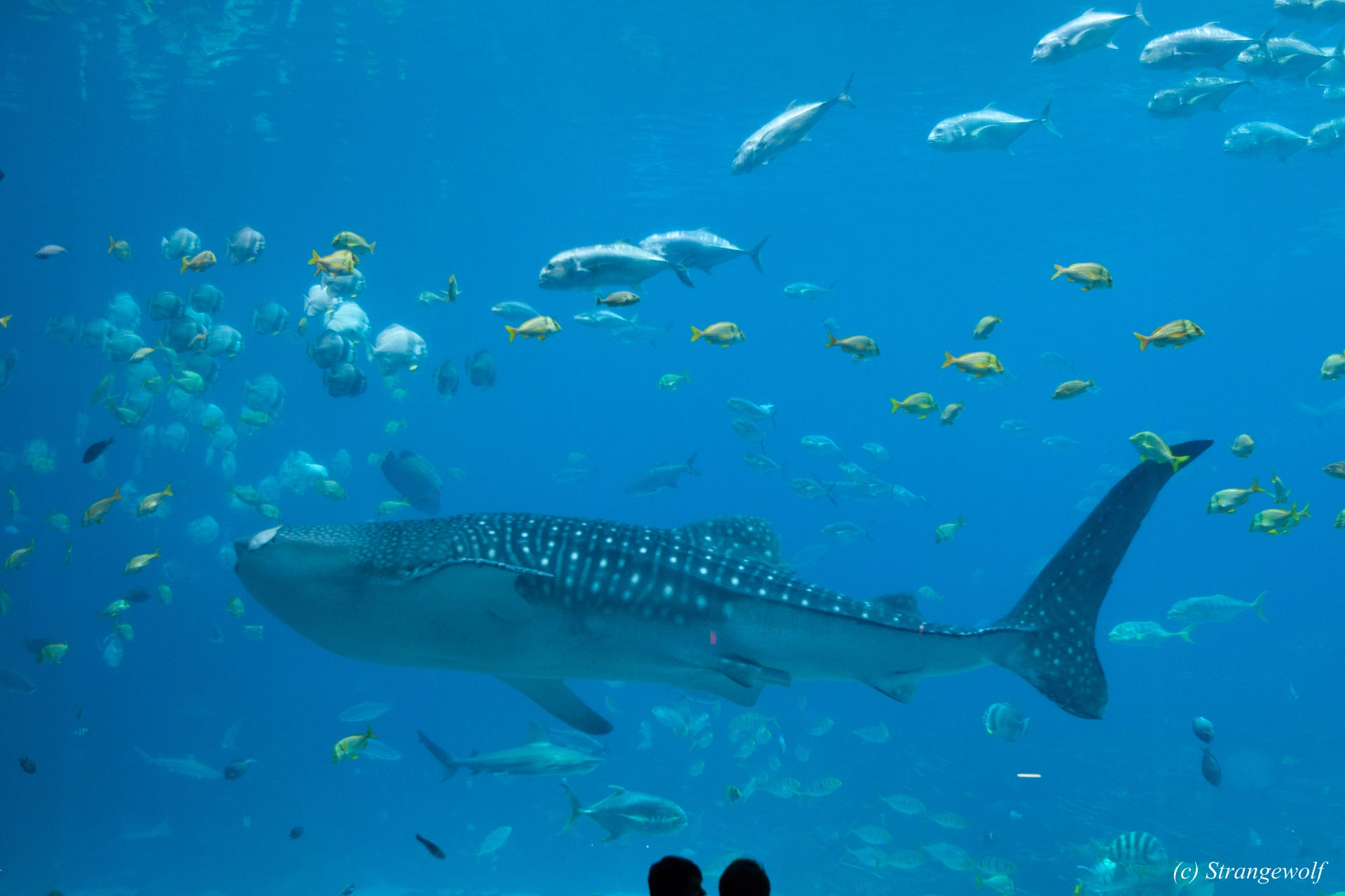 full image IMG_2171-lr19t.jpg