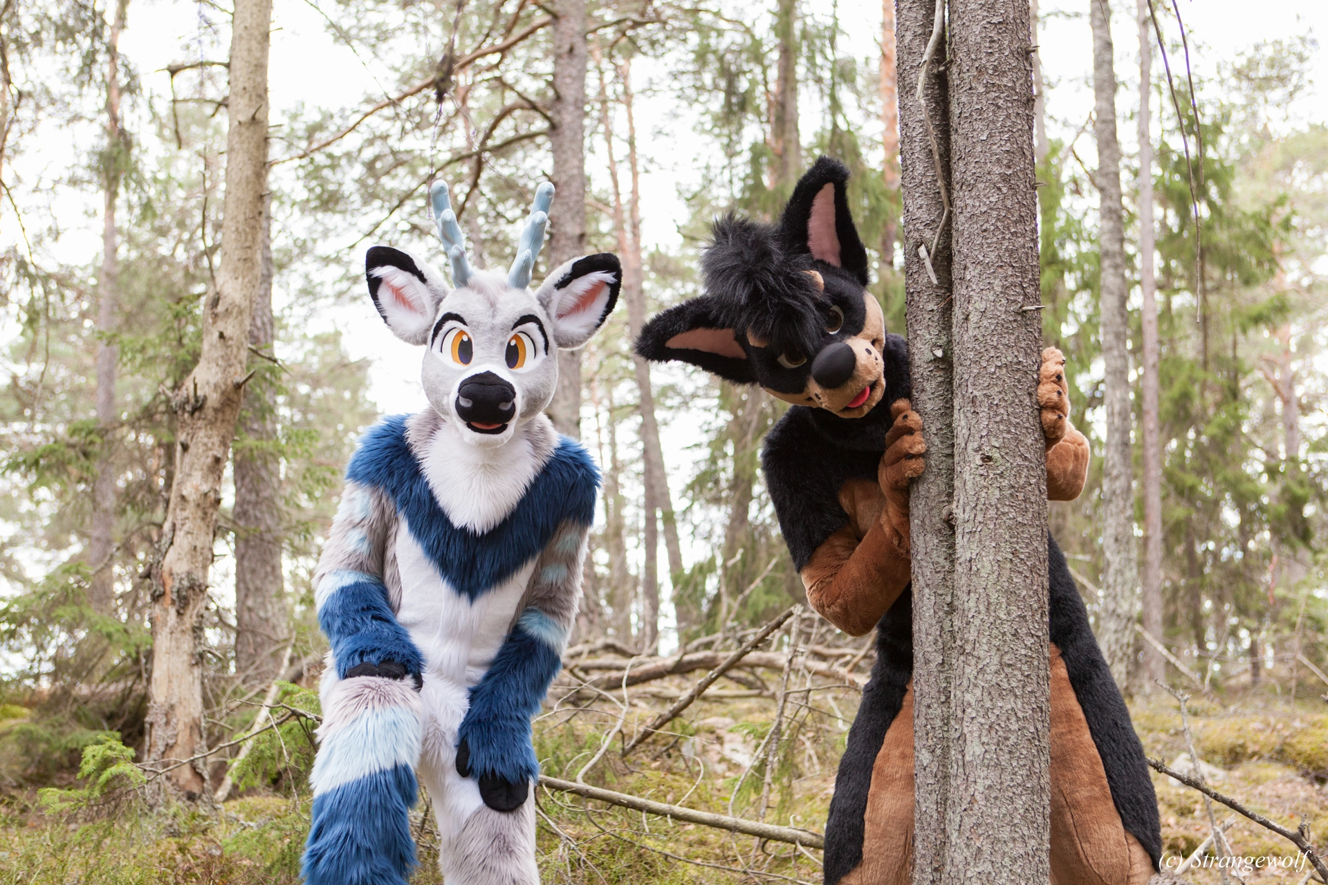 full image IMG_8541-lr19t.jpg