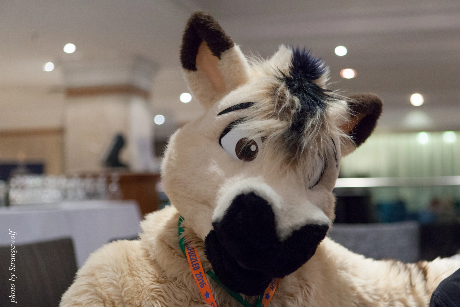 full image IMG_7240-lr16t.jpg