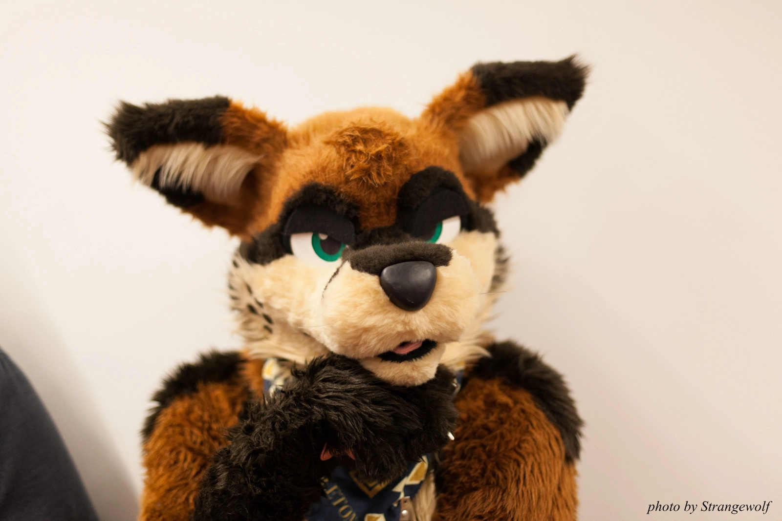 full image IMG_4700-lr16t.jpg